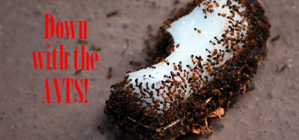 DIY Outdoor Ant Killer
 Is this the most effective ant killer – Craft Gossip