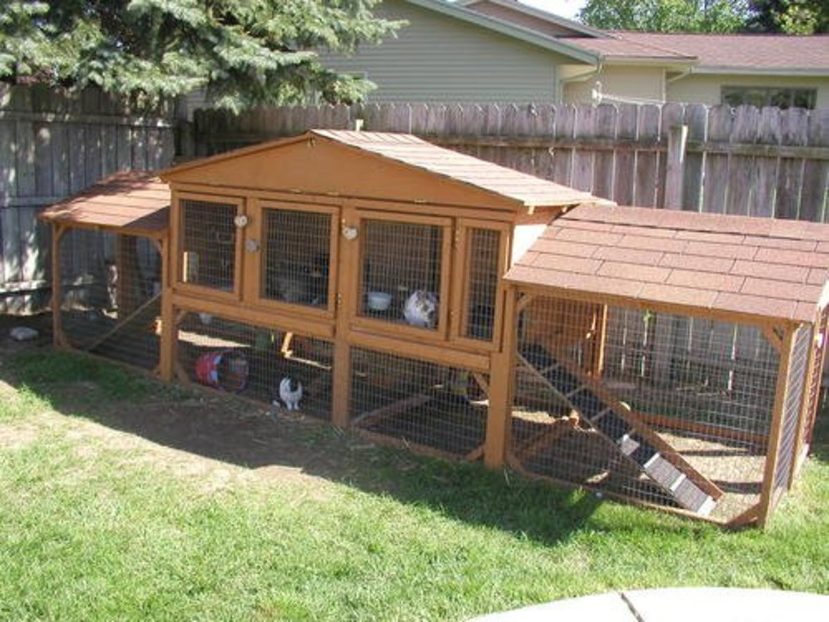 DIY Outdoor Rabbit Cage
 How to Build the Perfect Bunny Hutch