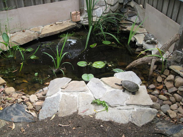 DIY Outdoor Turtle Pond
 Turtle Pond Ideas