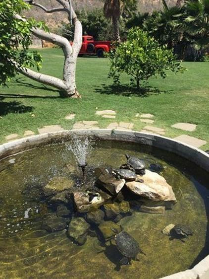 DIY Outdoor Turtle Pond
 DIY BackYard Turtle Pond Designs Ideas 16
