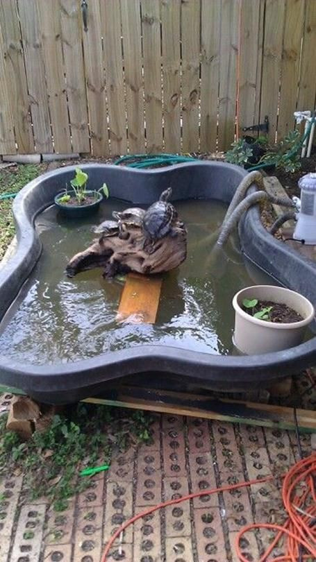 DIY Outdoor Turtle Pond
 Everyone Can Make 35 DIY BackYard Turtle Pond Designs
