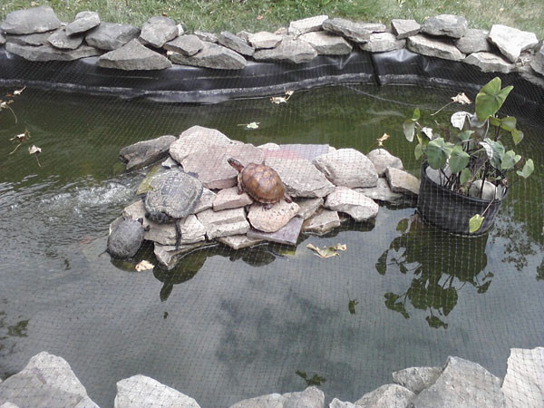 DIY Outdoor Turtle Pond
 Turtle Pond Ideas