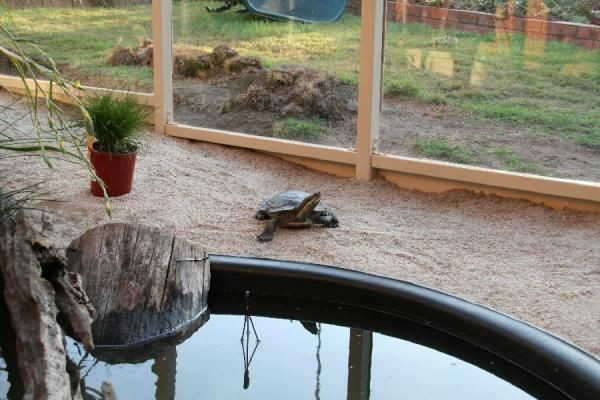 DIY Outdoor Turtle Pond
 turtle pond diy Google Search For the Yard