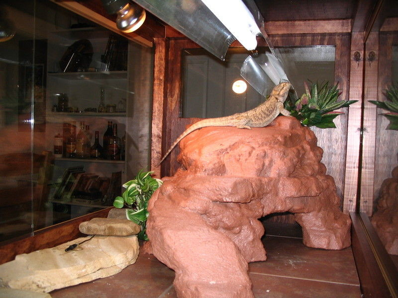 DIY Reptile Decor
 DIY Reptile Platform Cave petdiys