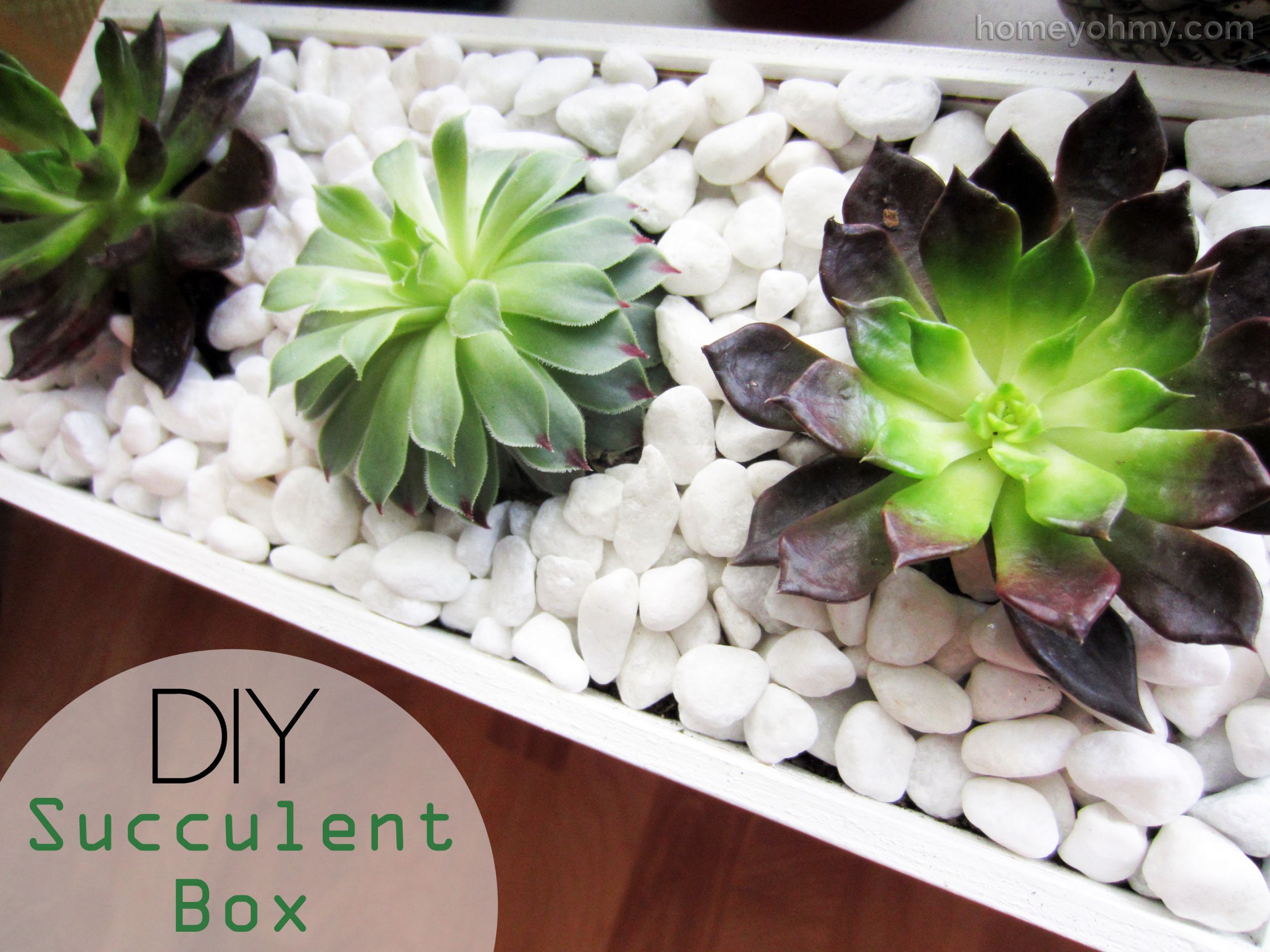 DIY Succulent Planter Box
 DIY Succulent Box Homey Oh My