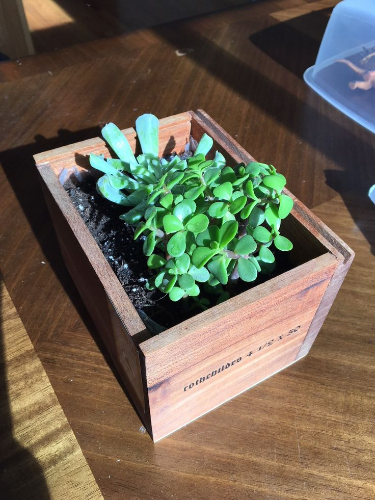 DIY Succulent Planter Box
 DIY Succulent Planter Box