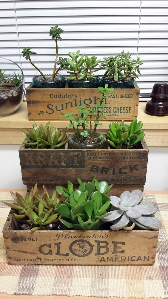 DIY Succulent Planter Box
 Vintage Cheese Box Succulent Planters Hometalk