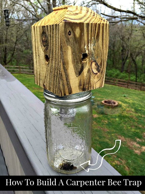 DIY Wood Bee Trap
 How To Build A Carpenter Bee Trap