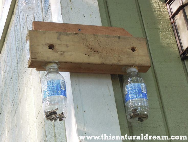 DIY Wood Bee Trap
 carpenter bees a simple DIY trap