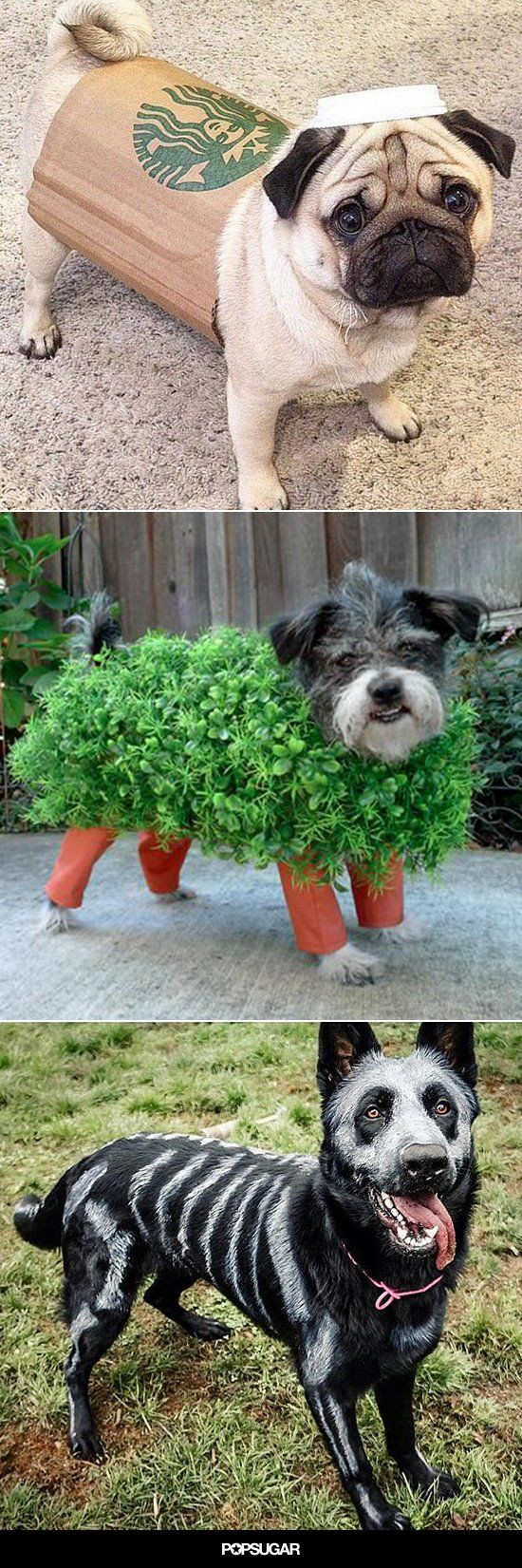 Dog Costumes For Adults DIY
 15 of the Best DIY Halloween Dog Costumes Out There