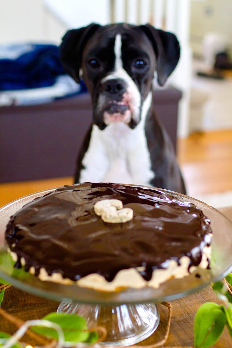 Dog Friendly Birthday Cake
 This Dog Friendly Birthday Cake Will Absolutely Spoil Your