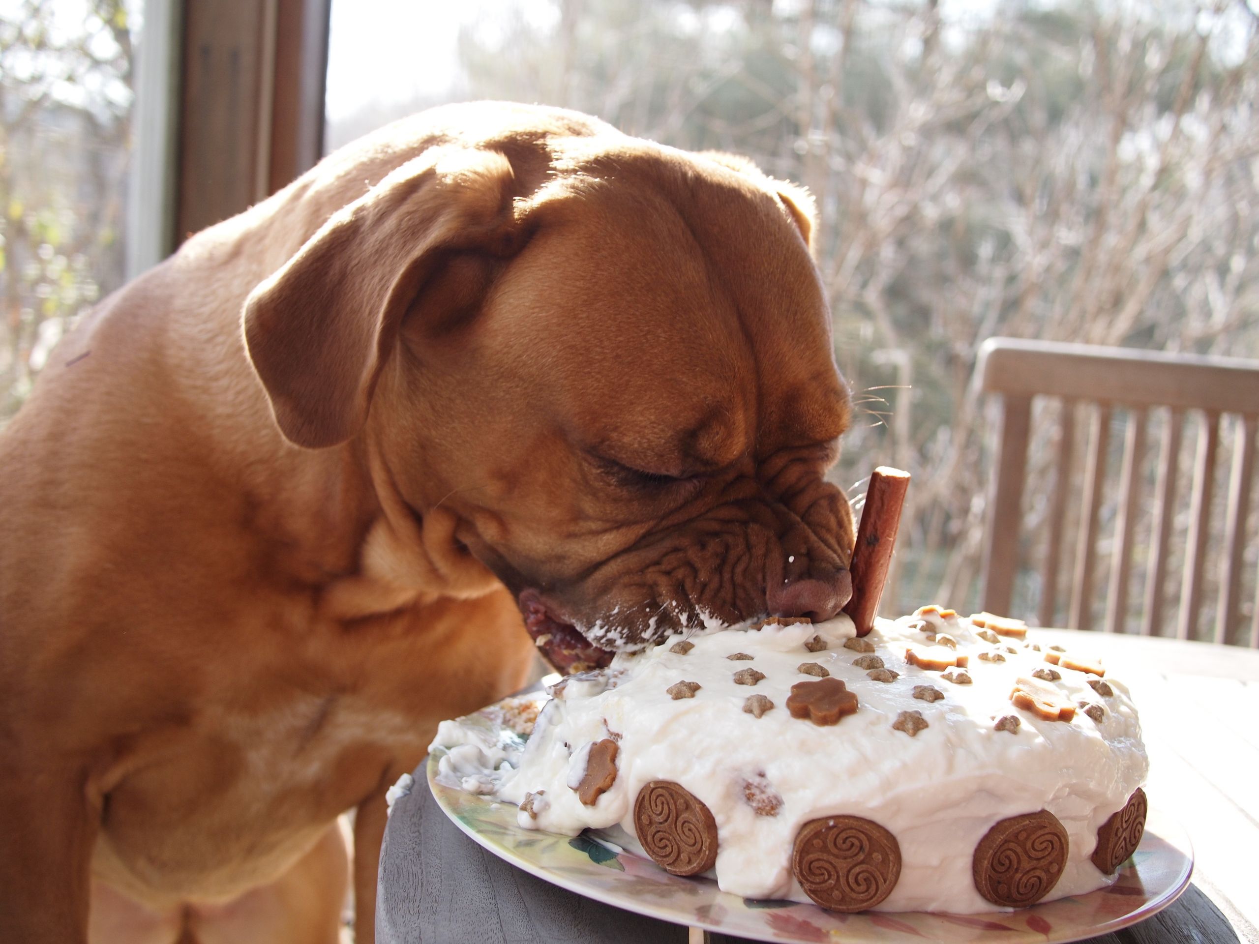 Doggie Birthday Cake Recipes
 dog birthday cake