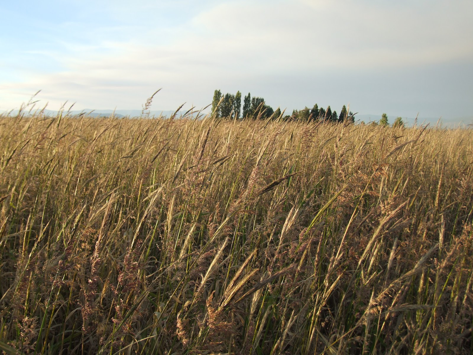 Fall River Wild Rice
 The top 30 Ideas About Fall River Wild Rice Best Diet