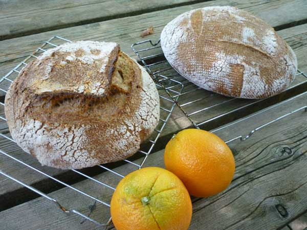 Fiber In Sourdough Bread
 exorphin junkie Whole Wheat Bread with Citrus Fiber to