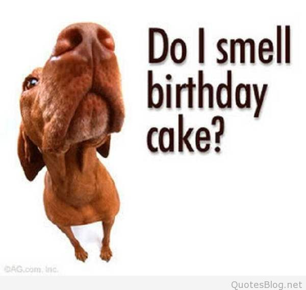 Funny Birthday Picture Quotes
 funny birthday sayings