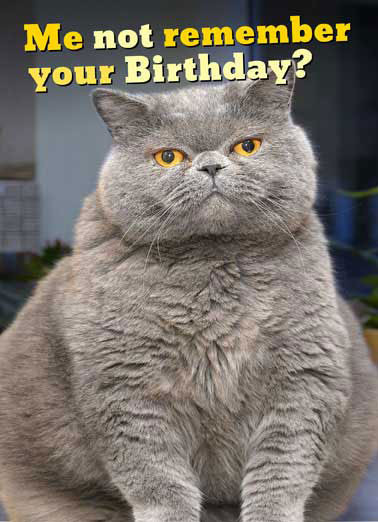 Funny Cat Birthday Card
 Birthday Cards Funny Animals Cards Free postage included