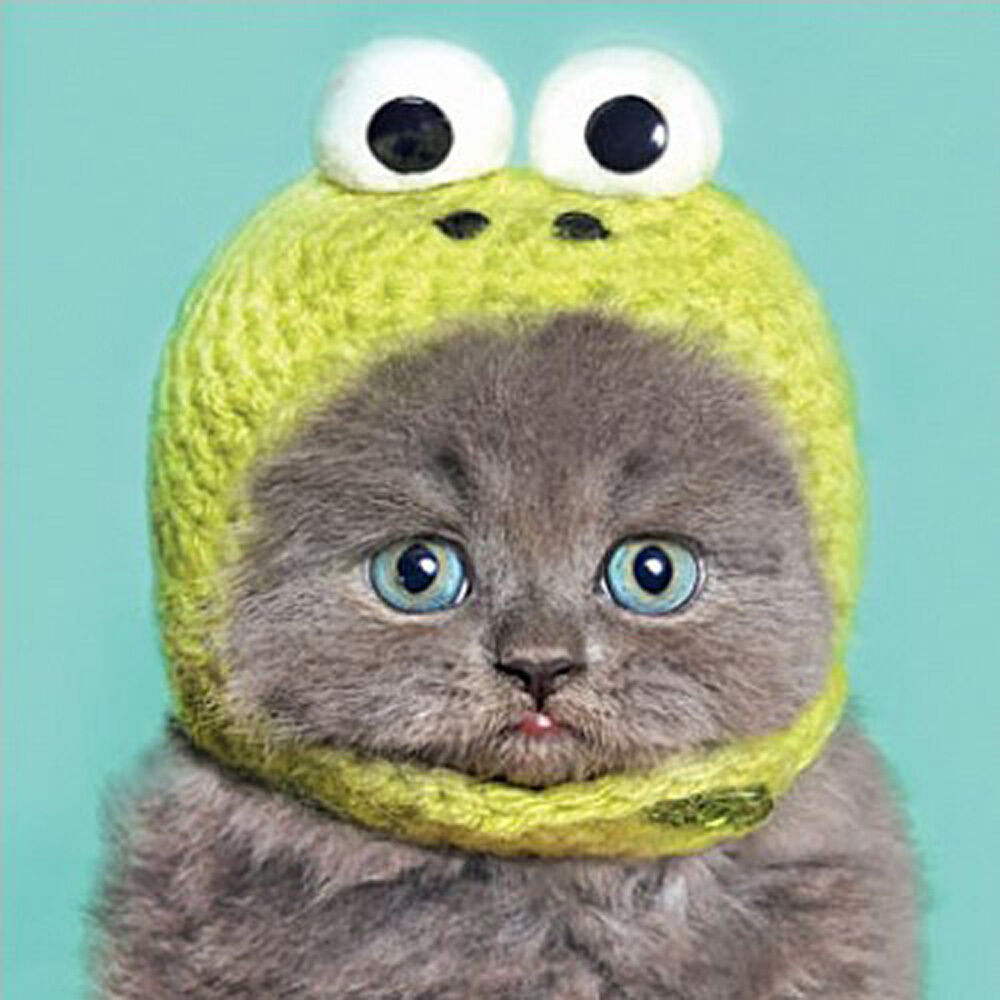 Funny Cat Birthday Card
 Funny Cat Birthday Card Kermit Bonnet Cute Cat Kitten