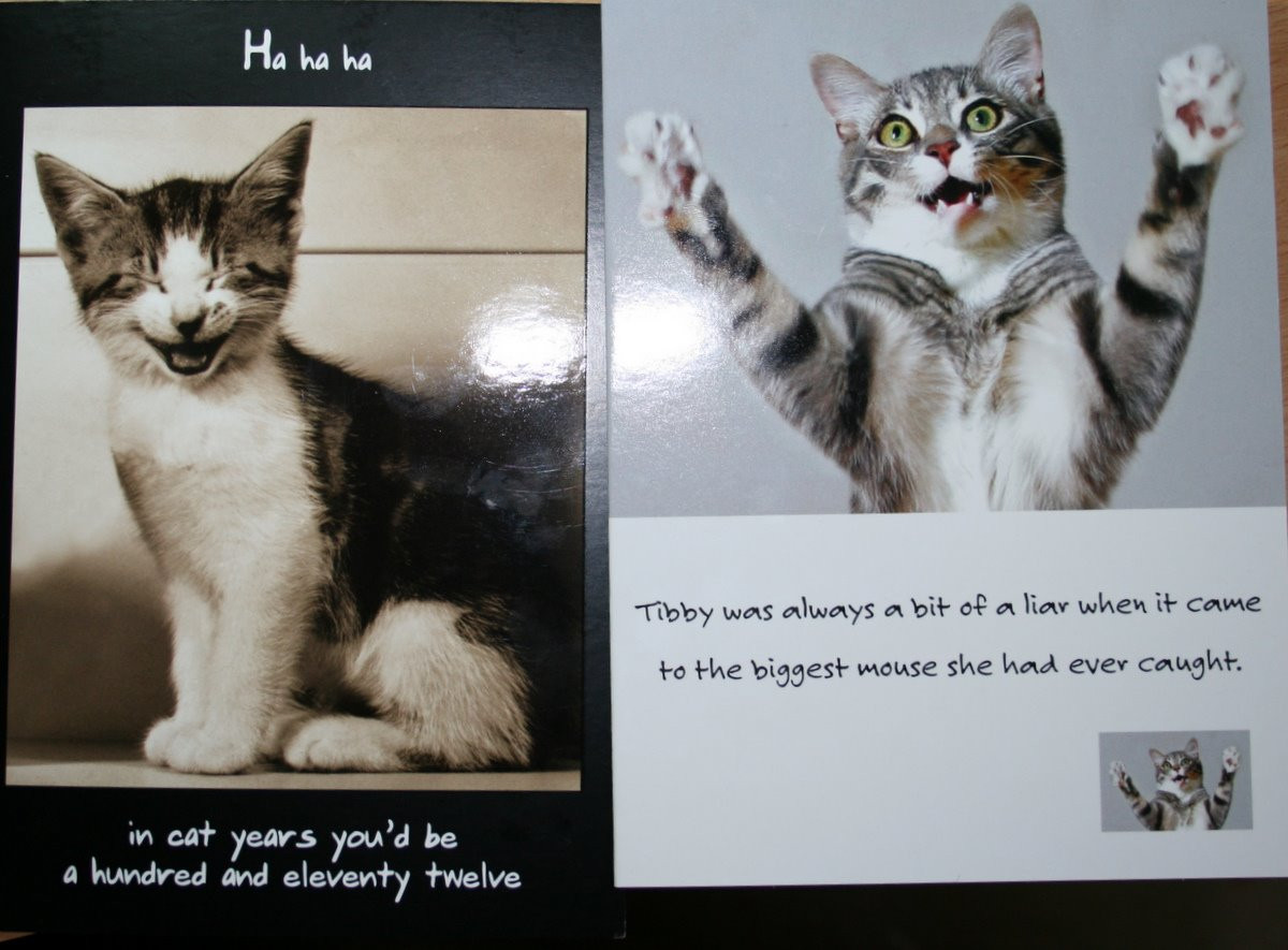 Funny Cat Birthday Card
 Cute Cat Birthday Quotes QuotesGram