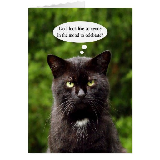 Funny Cat Birthday Card
 Funny Moody Black Cat birthday card