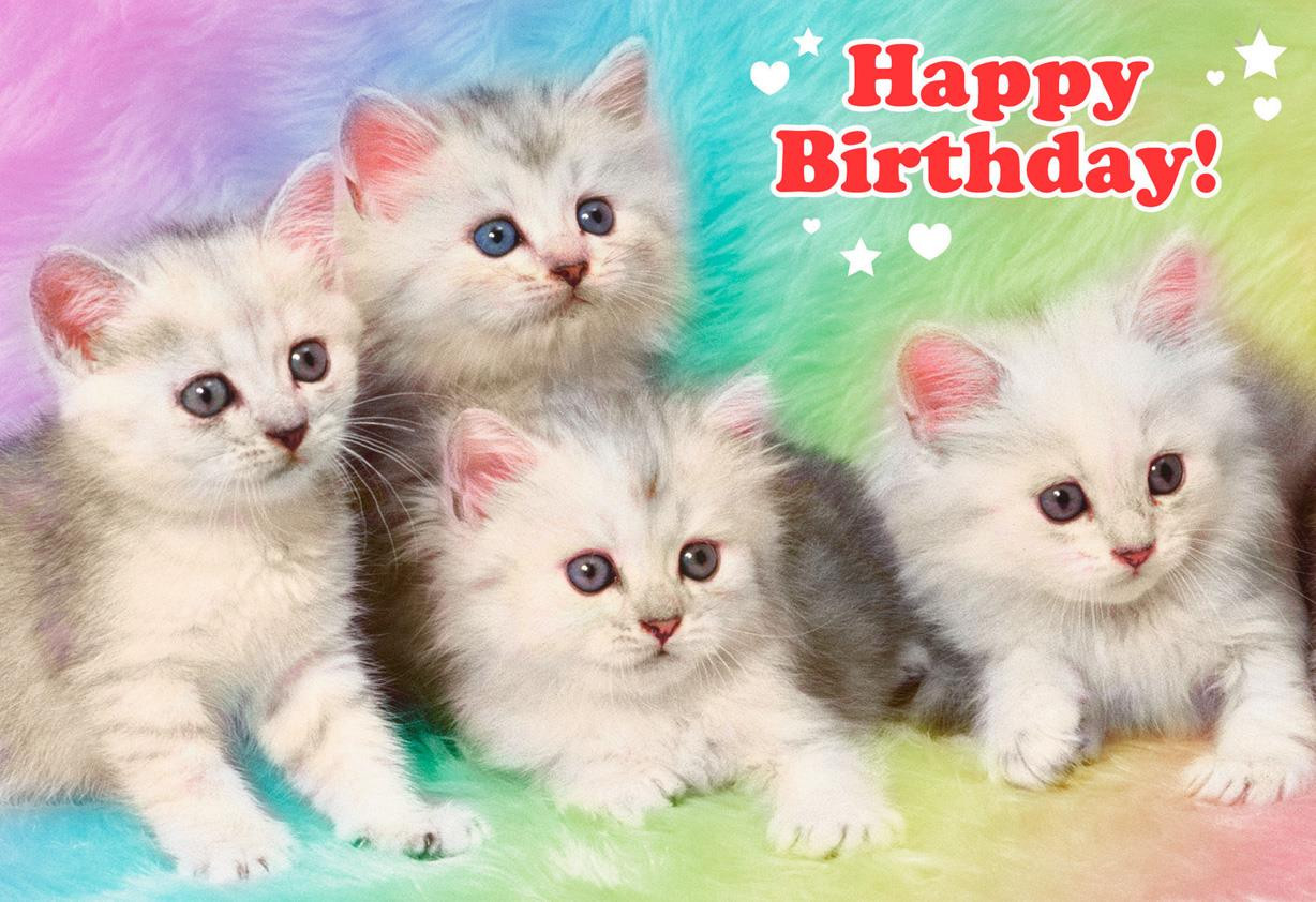 Funny Cat Birthday Card
 Extremely Cute Kittens Funny Birthday Card Greeting