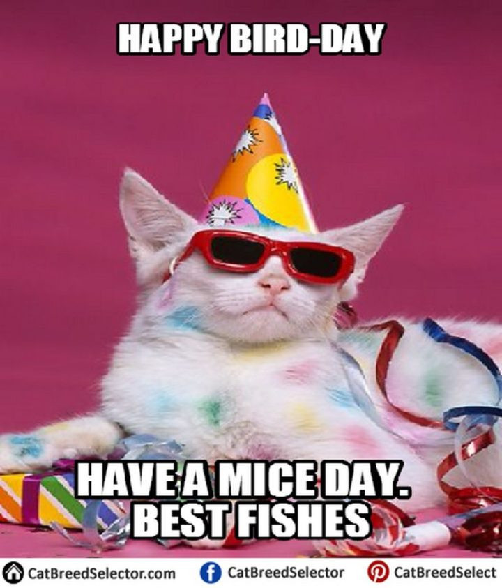 Funny Cat Birthday Meme
 101 Funny Cat Birthday Memes for the Feline Lovers in Your