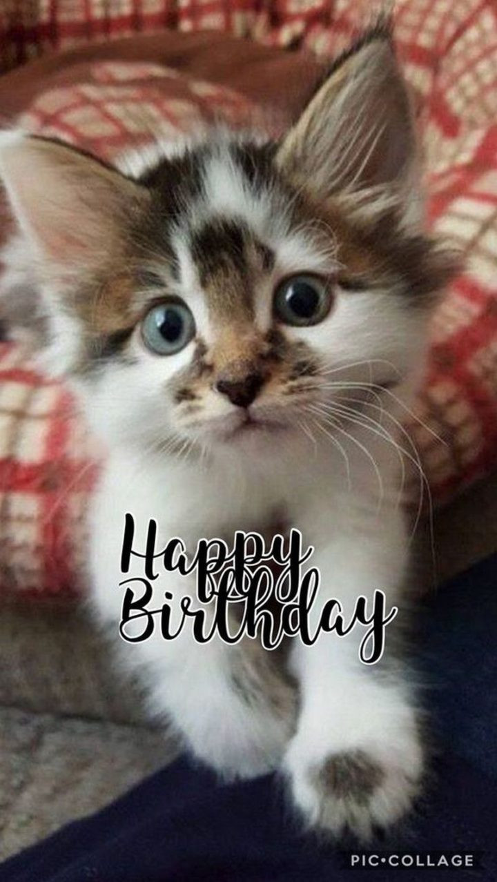 Funny Cat Birthday Meme
 101 Funny Cat Birthday Memes for the Feline Lovers in Your