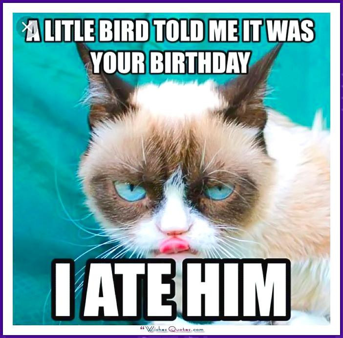 Funny Cat Birthday Meme
 Happy Birthday Memes with Funny Cats Dogs and Cute Animals