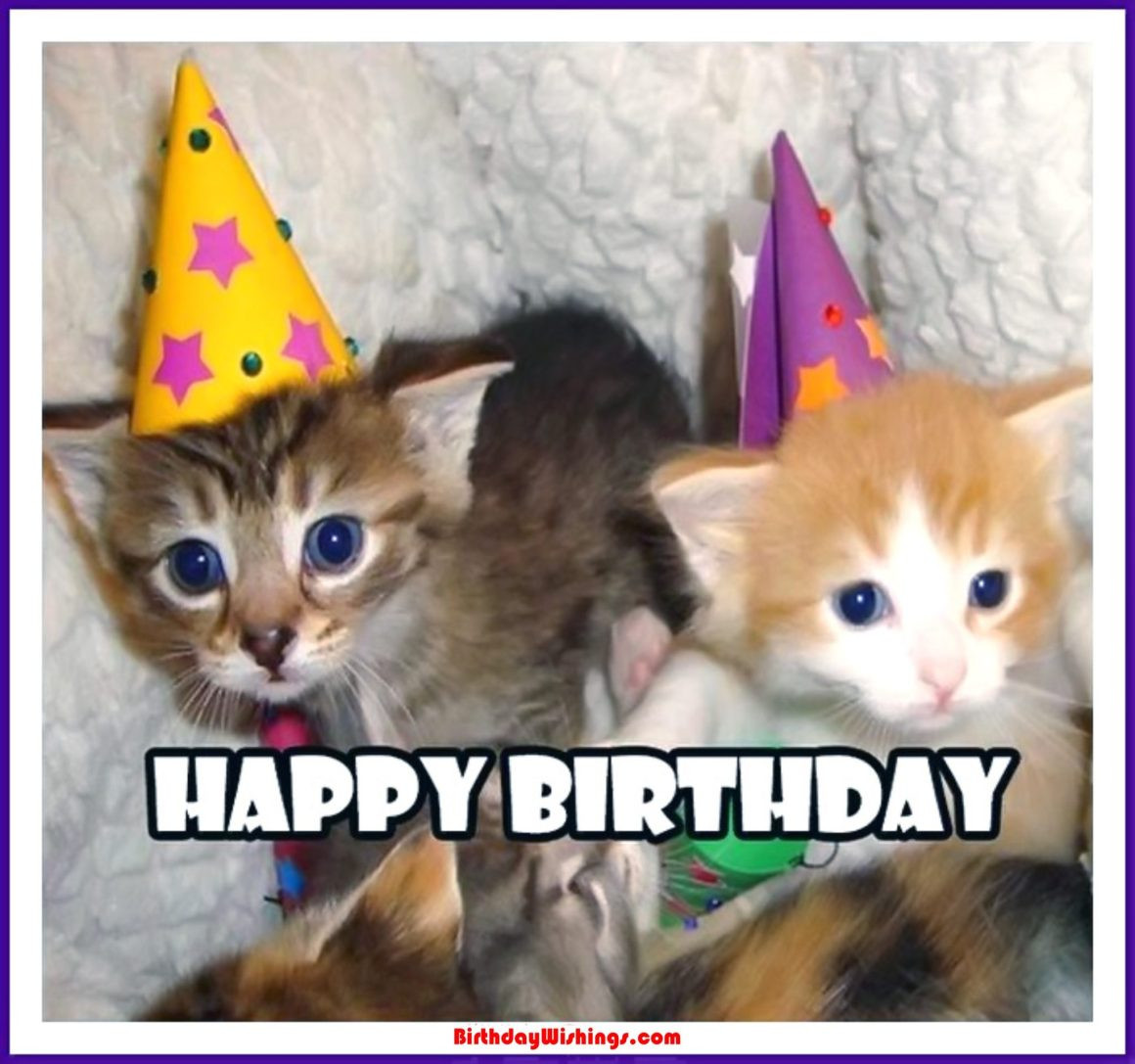 Funny Cat Birthday Meme
 Funny Happy Birthday Memes With cats Dogs & Funny Animals