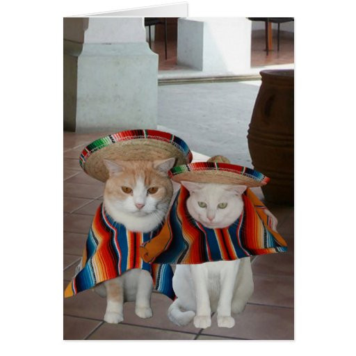 Funny Spanish Birthday Cards
 Funny Cat Spanish Birthday for husband or wife Card