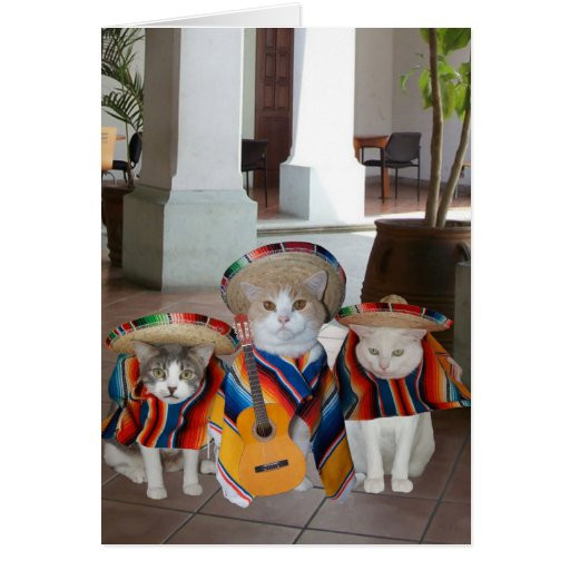 Funny Spanish Birthday Cards
 Funny Cats Spanish Birthday for anyone Card