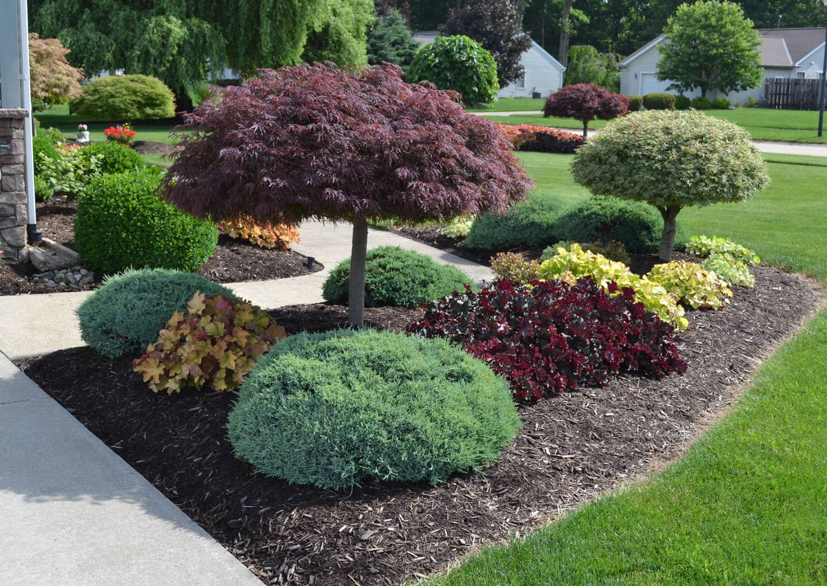 Good Backyard Trees
 23 Landscaping Ideas with s