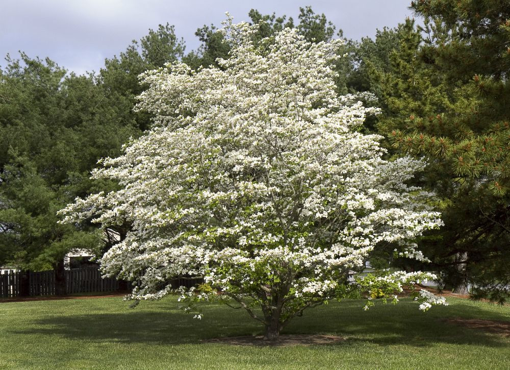 Good Backyard Trees
 10 of the Best Trees for Any Backyard