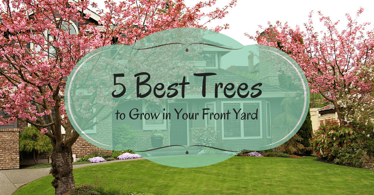 Good Backyard Trees
 5 Best Trees to Grow in Your Front Yard Pro Blog