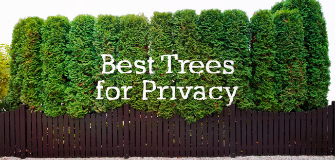 Good Backyard Trees
 How to Choose the Best Trees for Privacy