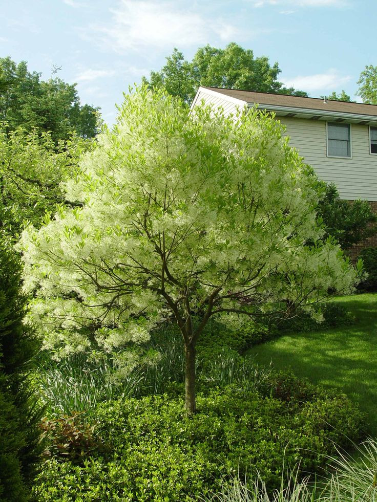 Good Backyard Trees
 1000 images about Small Trees on Pinterest