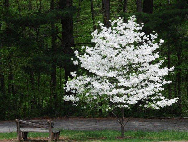 Good Backyard Trees
 Best Trees To Plant In Your Front Yard Oola