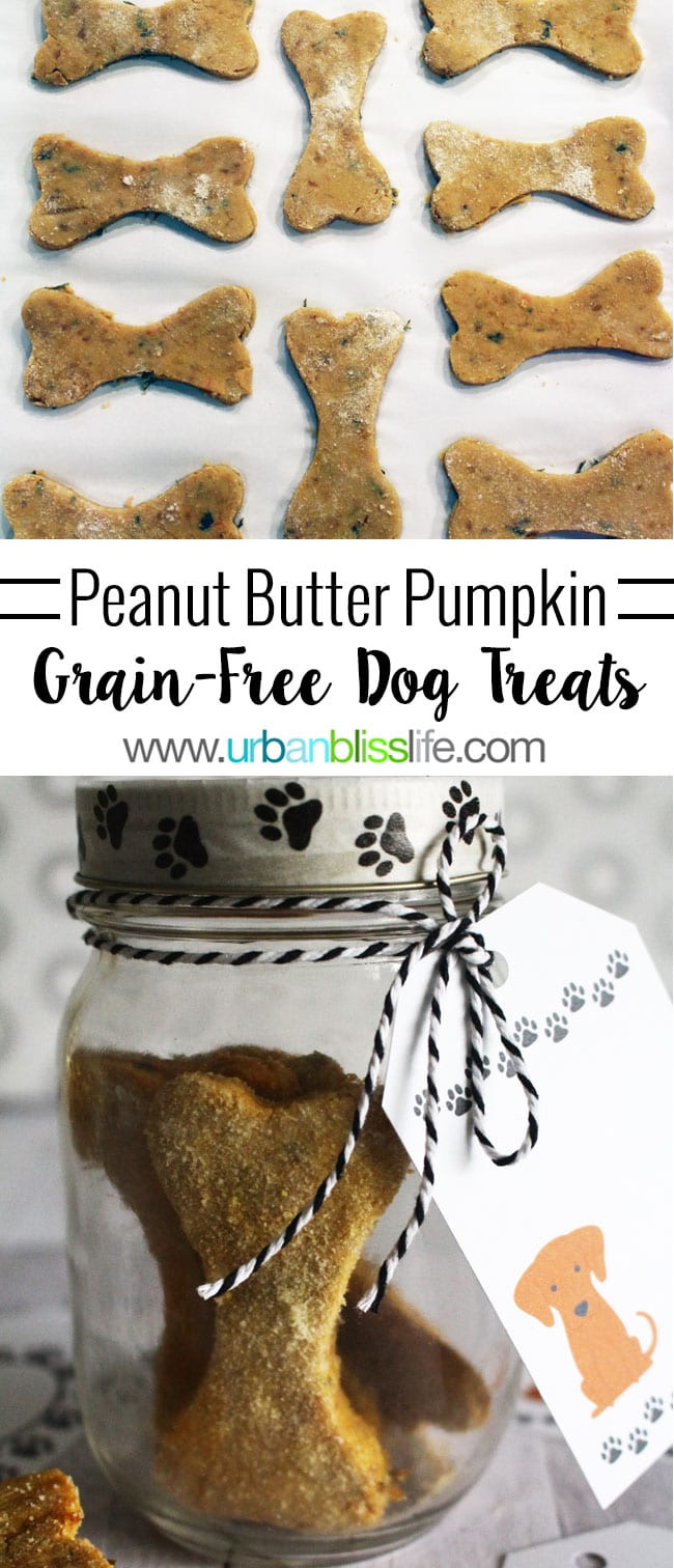 Grain Free Pumpkin Dog Treat Recipes
 Easy homemade peanut butter pumpkin grain free dog treats