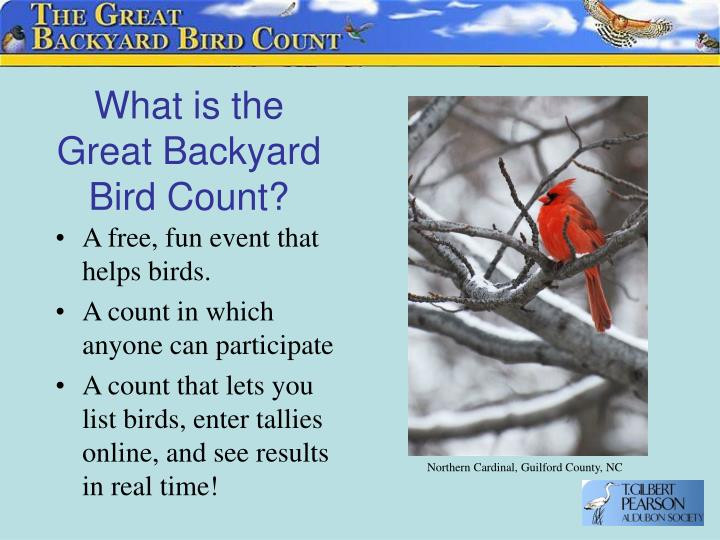 Great Backyard Bird Count
 PPT The Great Backyard Bird Count PowerPoint