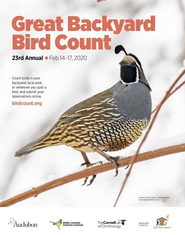 Great Backyard Bird Count
 Give Birds Your Love Valentine s Day The Great