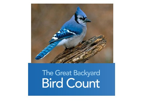 Great Backyard Bird Count
 Great Backyard Bird CountCentral Penn Parent