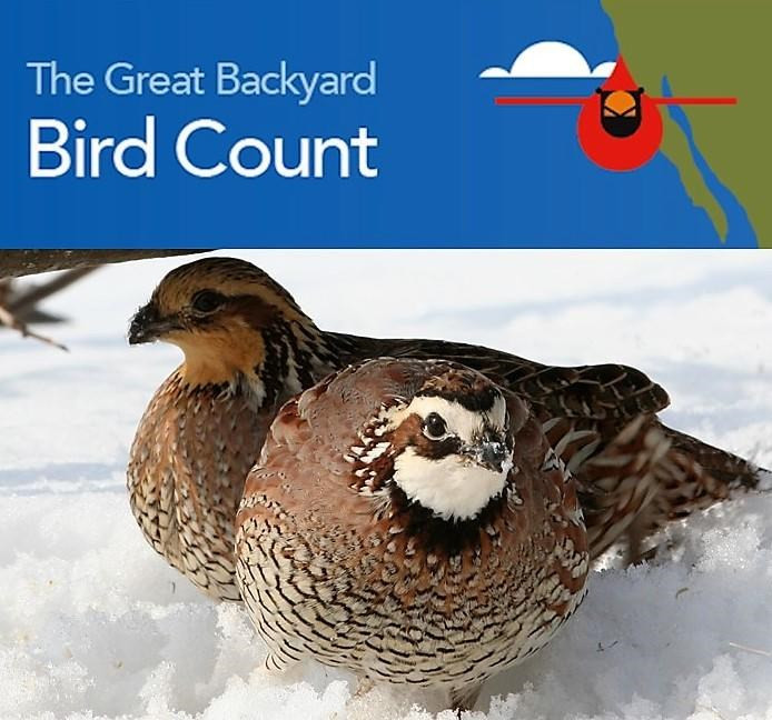Great Backyard Bird Count
 2019 Great Backyard Bird Count