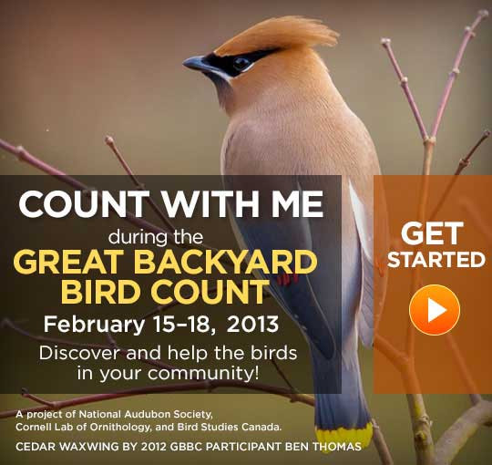 Great Backyard Bird Count
 Great Backyard Bird Count 2020 February 2020