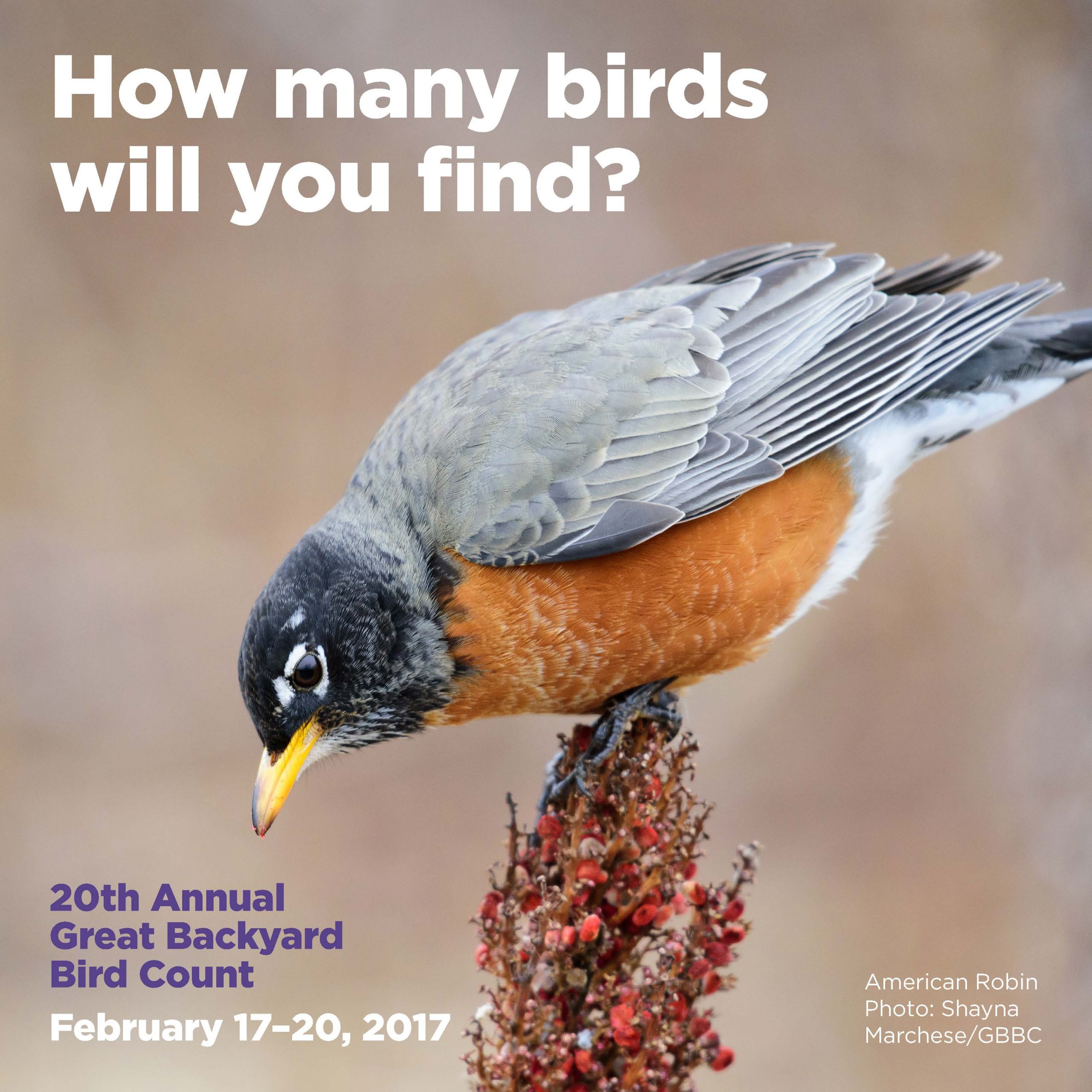 Great Backyard Bird Count
 The Great Backyard Bird Count 2017