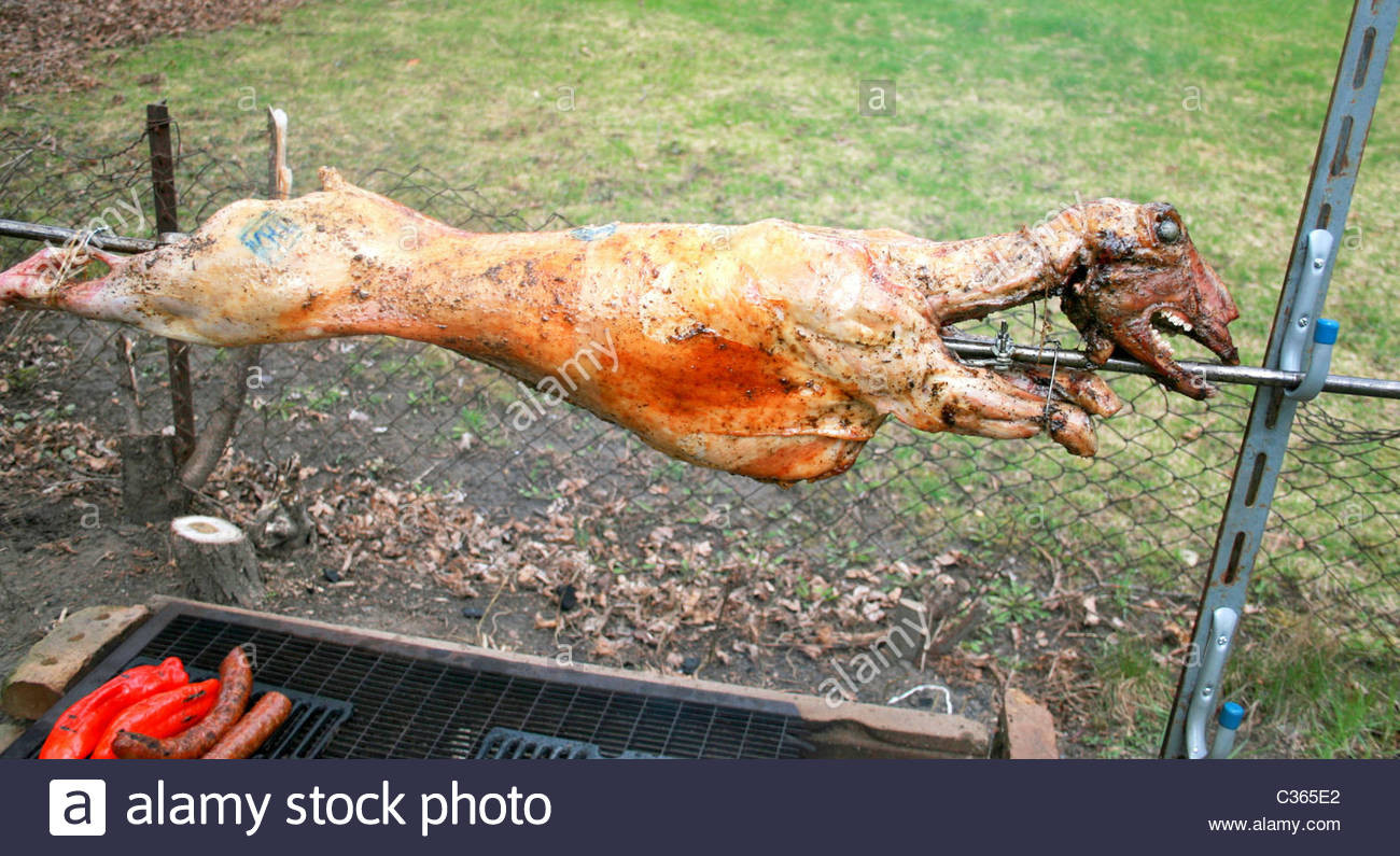 Greek Easter Lamb
 A whole lamb roasting on a spit for the Greek Easter Stock
