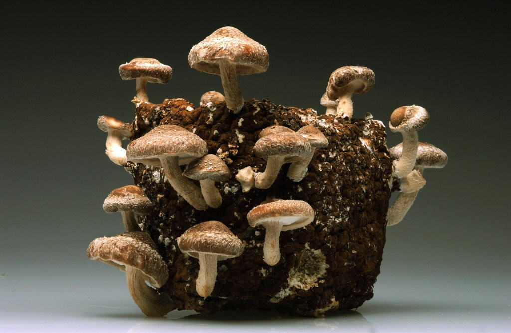 Growing Morel Mushrooms Indoors
 10 Helpful Tips How To Grow Mushrooms Indoors – The