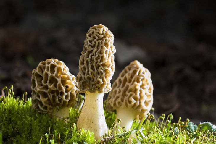 Growing Morel Mushrooms Indoors
 How To Grow Morel Mushrooms At Nearly $0 Without Searching