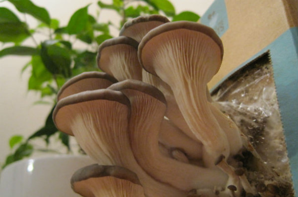 Growing Morel Mushrooms Indoors
 The 16 Best Healthy Edible Plants to Grow Indoors