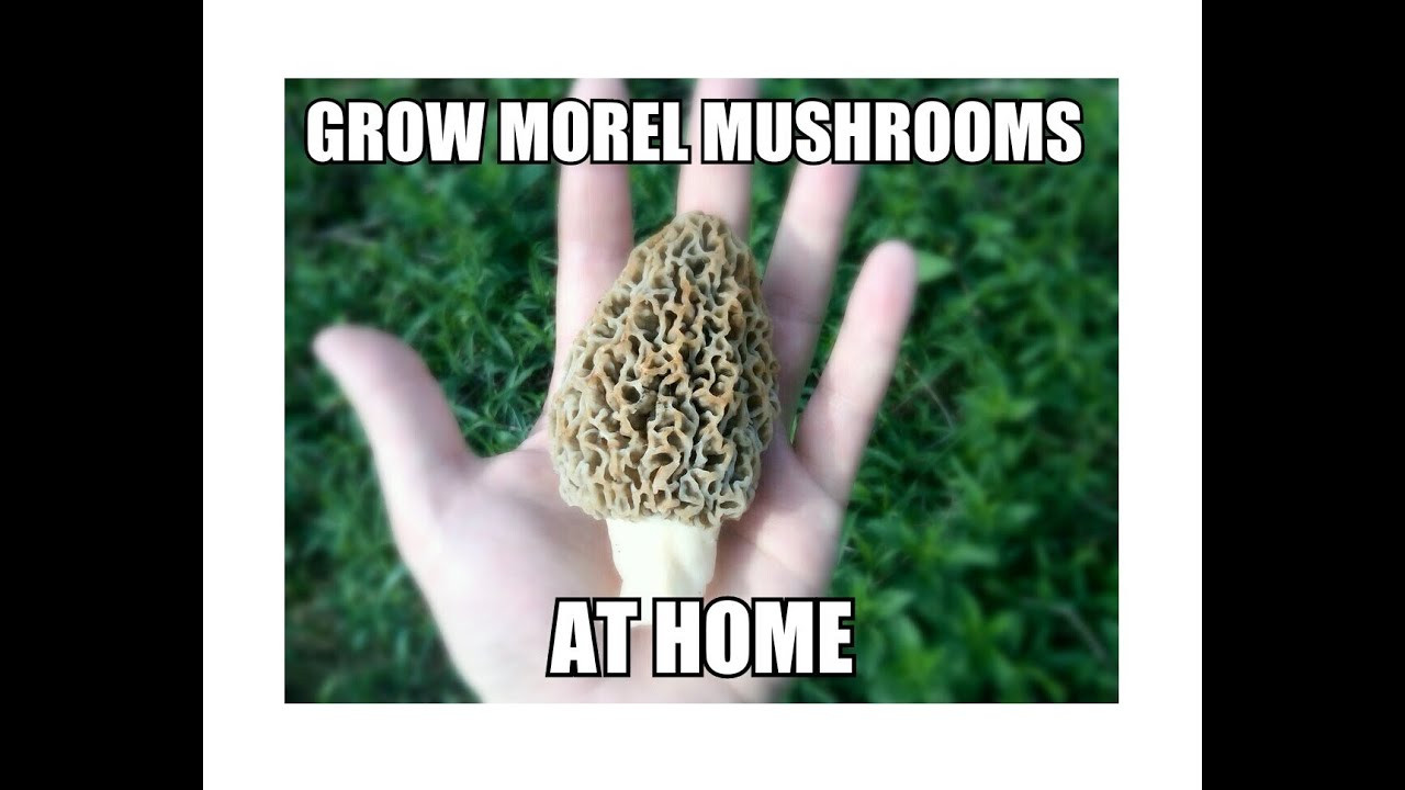 Growing Morel Mushrooms Indoors
 Grow Morel Mushrooms Start to Finish with Updates