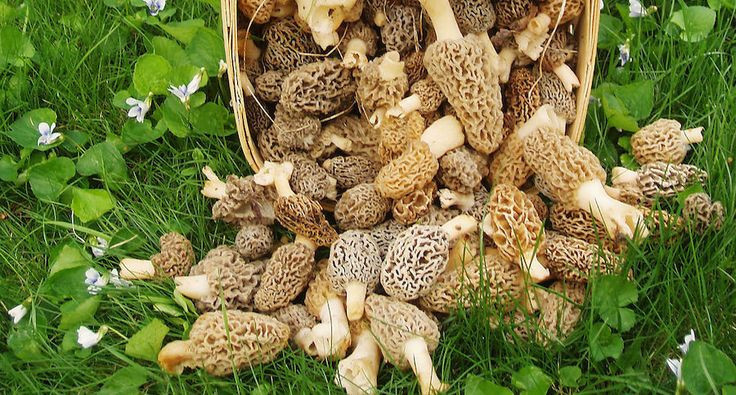 Growing Morel Mushrooms Indoors
 Top 30 Growing Morel Mushrooms Indoors Best Round Up