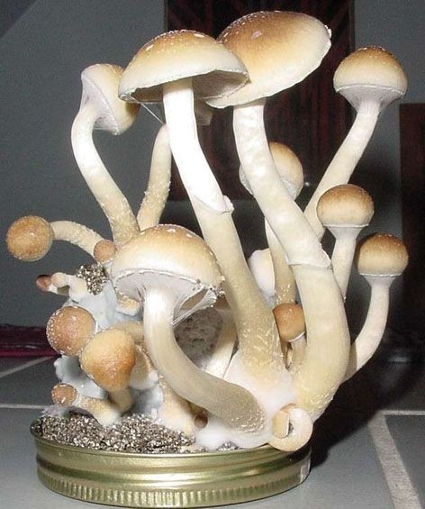 Growing Morel Mushrooms Indoors
 Top 30 Growing Morel Mushrooms Indoors Best Round Up